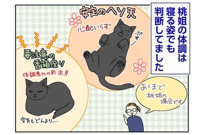 【マンガ・老猫日誌＃115】香箱座りは要注意…桃姐の体調サイン〜思い出の老猫日誌・桃姐と小論