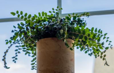 猛暑でも涼しげ！シダ植物の魅力と育て方のコツ　日陰や室内でも楽しめるおすすめ【8選】（サムネイル画像14）