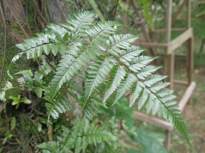 猛暑でも涼しげ！シダ植物の魅力と育て方のコツ　日陰や室内でも楽しめるおすすめ【8選】（サムネイル画像10）