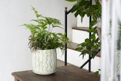 暑い季節も葉がきれいに楽しめる【観葉植物の寄せ植え】リース型も意外と簡単！（サムネイル画像3）