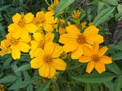 夏の庭に花が少ない…そんな時こそ【マリーゴールド】11月ごろまで咲かせる育て方と花がら摘みのコツ（サムネイル画像6）