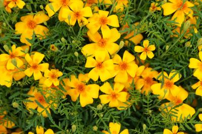 夏の庭に花が少ない…そんな時こそ【マリーゴールド】11月ごろまで咲かせる育て方と花がら摘みのコツ（サムネイル画像8）