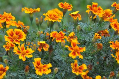 夏の庭に花が少ない…そんな時こそ【マリーゴールド】11月ごろまで咲かせる育て方と花がら摘みのコツ（サムネイル画像）