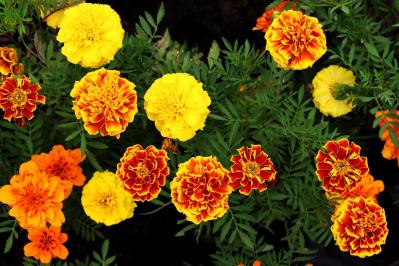 夏の庭に花が少ない…そんな時こそ【マリーゴールド】11月ごろまで咲かせる育て方と花がら摘みのコツ（サムネイル画像2）