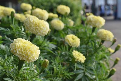 夏の庭に花が少ない…そんな時こそ【マリーゴールド】11月ごろまで咲かせる育て方と花がら摘みのコツ（サムネイル画像4）