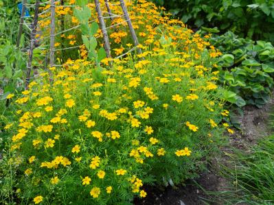 夏の庭に花が少ない…そんな時こそ【マリーゴールド】11月ごろまで咲かせる育て方と花がら摘みのコツ（サムネイル画像9）
