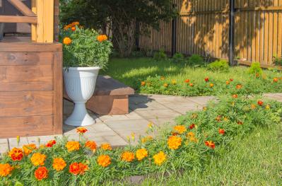夏の庭に花が少ない…そんな時こそ【マリーゴールド】11月ごろまで咲かせる育て方と花がら摘みのコツ（サムネイル画像13）