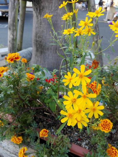 夏の庭に花が少ない…そんな時こそ【マリーゴールド】11月ごろまで咲かせる育て方と花がら摘みのコツ（サムネイル画像7）