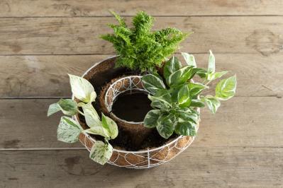 暑い季節も葉がきれいに楽しめる【観葉植物の寄せ植え】リース型も意外と簡単！（サムネイル画像11）