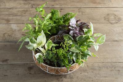 暑い季節も葉がきれいに楽しめる【観葉植物の寄せ植え】リース型も意外と簡単！（サムネイル画像13）
