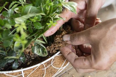 暑い季節も葉がきれいに楽しめる【観葉植物の寄せ植え】リース型も意外と簡単！（サムネイル画像19）