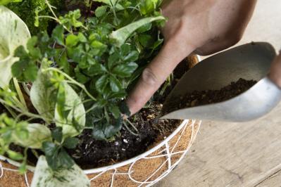 暑い季節も葉がきれいに楽しめる【観葉植物の寄せ植え】リース型も意外と簡単！（サムネイル画像15）