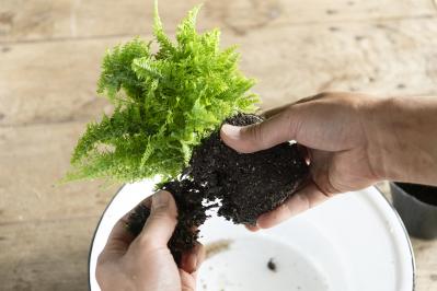 暑い季節も葉がきれいに楽しめる【観葉植物の寄せ植え】リース型も意外と簡単！（サムネイル画像9）