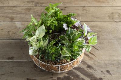 暑い季節も葉がきれいに楽しめる【観葉植物の寄せ植え】リース型も意外と簡単！（サムネイル画像21）