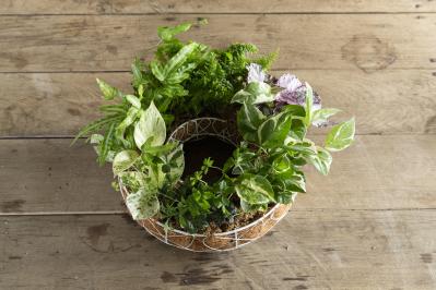 暑い季節も葉がきれいに楽しめる【観葉植物の寄せ植え】リース型も意外と簡単！（サムネイル画像22）