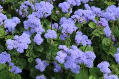 晩夏の庭・ベランダに涼を呼ぶ、秋まで咲くブルーの花【8選】多年草も（サムネイル画像3）
