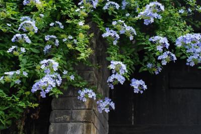 晩夏の庭・ベランダに涼を呼ぶ、秋まで咲くブルーの花【8選】多年草も（サムネイル画像9）