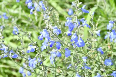晩夏の庭・ベランダに涼を呼ぶ、秋まで咲くブルーの花【8選】多年草も（サムネイル画像6）