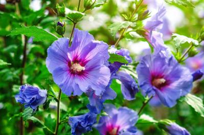 晩夏の庭・ベランダに涼を呼ぶ、秋まで咲くブルーの花【8選】多年草も（サムネイル画像5）