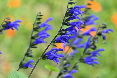 晩夏の庭・ベランダに涼を呼ぶ、秋まで咲くブルーの花【8選】多年草も（サムネイル画像8）