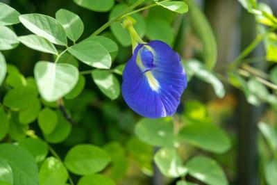 晩夏の庭・ベランダに涼を呼ぶ、秋まで咲くブルーの花【8選】多年草も（サムネイル画像7）