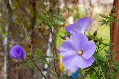 晩夏の庭・ベランダに涼を呼ぶ、秋まで咲くブルーの花【8選】多年草も（サムネイル画像10）