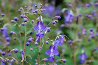 晩夏の庭・ベランダに涼を呼ぶ、秋まで咲くブルーの花【8選】多年草も（サムネイル画像4）