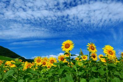 暑い夏の園芸は室内で賢く！写真で病害虫がわかるAI診断やLINE相談など便利な5サービス