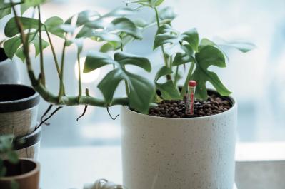 観葉植物、何から始める？ 部屋のトーンに合わせて選ぶ【インテリアグリーン】入門ガイド（サムネイル画像10）