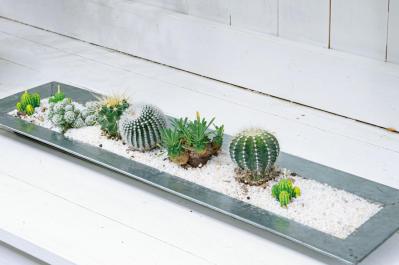 並べるだけで映える！【多肉植物＆サボテン】を雑貨と楽しむ簡単アレンジアイデア5選（サムネイル画像6）