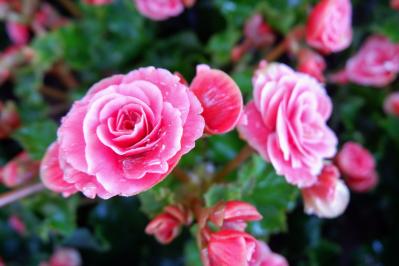 ベゴニアはこんなに多彩！花も葉も美しい。吊り鉢で映える球根性から観葉向きまで【8選】（サムネイル画像16）