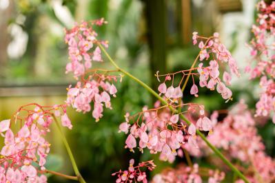 ベゴニアはこんなに多彩！花も葉も美しい。吊り鉢で映える球根性から観葉向きまで【8選】（サムネイル画像6）