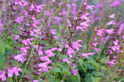 秋の庭が華やぐサルビア【8選】晩秋まで楽しめる一年草・多年草（サムネイル画像13）