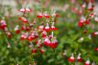 秋の庭が華やぐサルビア【8選】晩秋まで楽しめる一年草・多年草（サムネイル画像8）