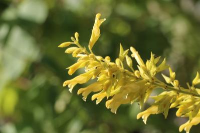 秋の庭が華やぐサルビア【8選】晩秋まで楽しめる一年草・多年草（サムネイル画像12）