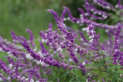 秋の庭が華やぐサルビア【8選】晩秋まで楽しめる一年草・多年草（サムネイル画像6）