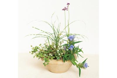 山口まりさんに教わる【秋の和モダン鉢植え】コケが草花を引き立てる草地風アレンジの作り方
