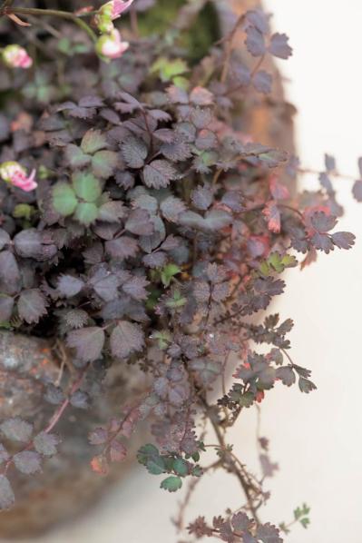 小さな容器の中に自然の景色が広がる！ 小花が愛らしい【秋の和モダン鉢植え】（サムネイル画像5）