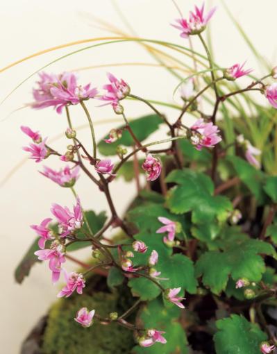 小さな容器の中に自然の景色が広がる！ 小花が愛らしい【秋の和モダン鉢植え】（サムネイル画像4）