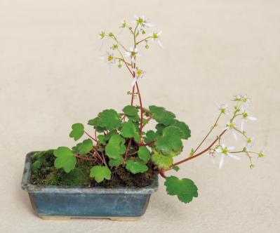 小さな容器の中に自然の景色が広がる！ 小花が愛らしい【秋の和モダン鉢植え】（サムネイル画像7）