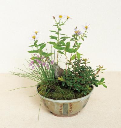 紅葉や実つきも楽しめる【和モダン鉢植え】3例。秋〜冬のお世話ポイントも紹介（サムネイル画像7）