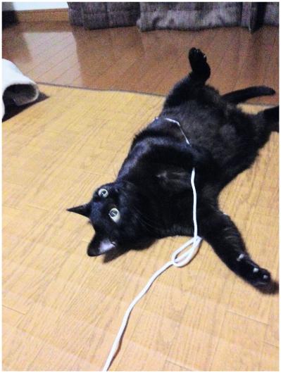 【マンガ・老猫日誌＃125】不安がっていたある日見た、不思議な夢〜思い出の老猫日誌・桃姐と小論（サムネイル画像3）