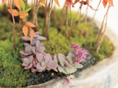 紅葉や実つきも楽しめる【和モダン鉢植え】3例。秋〜冬のお世話ポイントも紹介（サムネイル画像6）