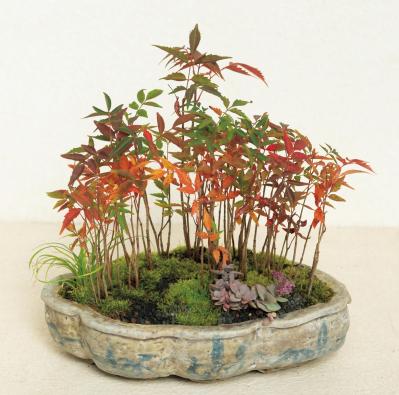 紅葉や実つきも楽しめる【和モダン鉢植え】3例。秋〜冬のお世話ポイントも紹介（サムネイル画像3）