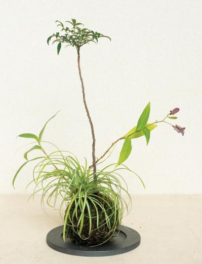 紅葉や実つきも楽しめる【和モダン鉢植え】3例。秋〜冬のお世話ポイントも紹介（サムネイル画像9）