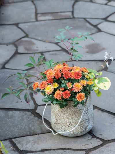 秋の寄せ植えはこの2つの植物から！土谷ますみさんの推し、クリサンセマムとロニセラの楽しみ方（サムネイル画像3）