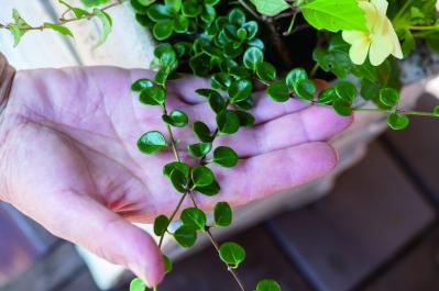 秋の寄せ植えはこの2つの植物から！土谷ますみさんの推し、クリサンセマムとロニセラの楽しみ方（サムネイル画像7）