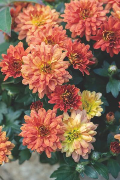 秋の寄せ植えはこの2つの植物から！土谷ますみさんの推し、クリサンセマムとロニセラの楽しみ方（サムネイル画像4）