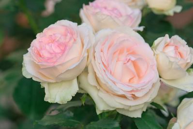 その鉢、バラに合っている？ 9月に見直したい鉢植えバラの植え替えとタイミング（サムネイル画像3）