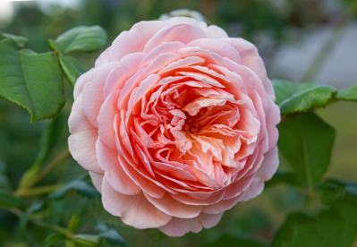 その鉢、バラに合っている？ 9月に見直したい鉢植えバラの植え替えとタイミング（サムネイル画像2）